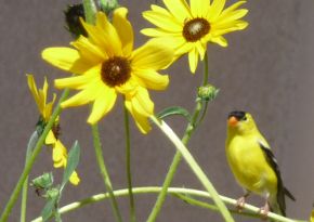 American Goldfinch